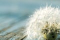 Macro of dandelion in water drops.