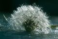 Macro of dandelion in water drops.