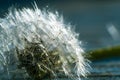 Macro of dandelion in water drops.