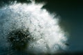 Macro of dandelion in water drops.