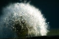 Macro of dandelion in water drops.