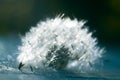 Macro of dandelion in water drops.