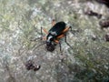 macro Dark beetle (Tenebrionidae beetle) on the rocks Royalty Free Stock Photo