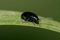 Macro of dark blue caucasian leaf beetle Royalty Free Stock Photo