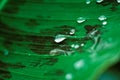 Water drops on dark-green leaf macro image