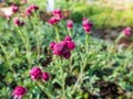 Macro of dark pink flower of mountain everlasting, stoloniferous pussytoes, catsfoot or cudweed Antennaria dioica cultivar `