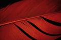 Macro of Dark Red Bird Feather Texture on Black Background Royalty Free Stock Photo