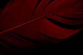 Macro of Dark Red Bird Feather Texture on Black Background. Royalty Free Stock Photo