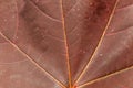 Macro dark red leaf shoot of nature tree plant botany texture Royalty Free Stock Photo