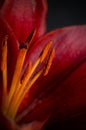 Macro of Dark Red Lily Pistils with Dark Background