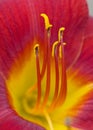 Macro of Day Lily Royalty Free Stock Photo