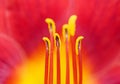 Macro of Day Lily Royalty Free Stock Photo