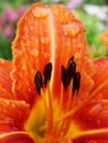 Orange garden lily stamens macro photography. orange lily petals floral background. lily, orchid, macro