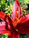 Red garden lily stamens macro photography. yellow lily petals floral background. lily, orchid, macro Royalty Free Stock Photo