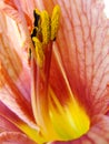 Red garden lily stamens macro photography. yellow lily petals floral background. lily, orchid, macro Royalty Free Stock Photo