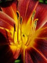 Red garden lily stamens macro photography. yellow lily petals floral background. lily, orchid, macro Royalty Free Stock Photo