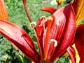 Red garden lily stamens macro photography. yellow lily petals floral background. lily, orchid, macro Royalty Free Stock Photo