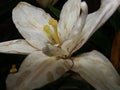 White garden lily stamens macro photography. white lily petals floral background. lily, orchid, macro