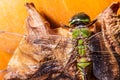 Macro Dead dragonfly on dead left.