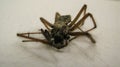 Macro of Dead and dried Spider with hairy legs Royalty Free Stock Photo