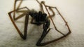 Macro of Dead and dried Spider with hairy legs Royalty Free Stock Photo