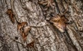 Macro of Decaying Leaves against Tree Bark