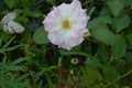 Macro decorative flowers rose canina