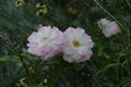 Macro decorative flowers rose canina