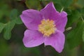 Macro deep pink wildflower in Glacier