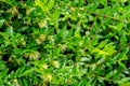 Macro of delicate cream bells blooming honeysuckle Lonicera pileata with small green leaves. Elegant natural background Royalty Free Stock Photo