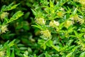 Macro of delicate cream bells blooming honeysuckle Lonicera pileata with small green leaves. Elegant natural background Royalty Free Stock Photo