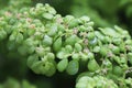 Macro of the delicate flowers on an Artillary plant Royalty Free Stock Photo