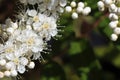 Macro of delicate flowers on a spirea branch Royalty Free Stock Photo