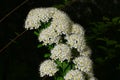 Macro of delicate flowers on a spirea branch. Spring Royalty Free Stock Photo