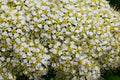 Macro of delicate flowers on a spirea branch. Spring Royalty Free Stock Photo