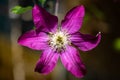 Macro of a delicate purple Asian virginsbower, clematis Florida captured from top view Royalty Free Stock Photo