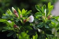 Macro of delicate purple broom flowers with green leaves