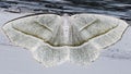 Macro of a delicate white and green Pale Beauty Moth (Campaea perlata)