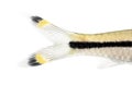 Macro of a Denison barb tail, Sahyadria denisonii, isolated Royalty Free Stock Photo