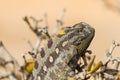 Macro of a desert Chameleon