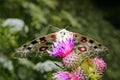 Butterflies and flowers in nature 3