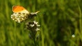 Butterflies and flowers in nature 9 Royalty Free Stock Photo