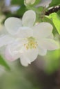 Apple tree bloom Royalty Free Stock Photo