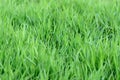 Macro detail of blades of grass