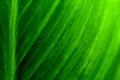 Green leaf macro detail lines and veins Royalty Free Stock Photo