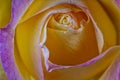 Macro detail of the bud of a yellow and pink rose Royalty Free Stock Photo