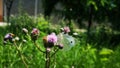 Cabbage butterfly Royalty Free Stock Photo