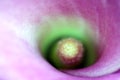 Macro detail of a Calla Lily flower Royalty Free Stock Photo