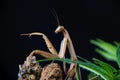 Macro detail of a Chinese praying mantis (Tenodera sinensis) iso