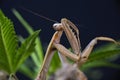 Macro detail of a Chinese praying mantis (Tenodera sinensis)